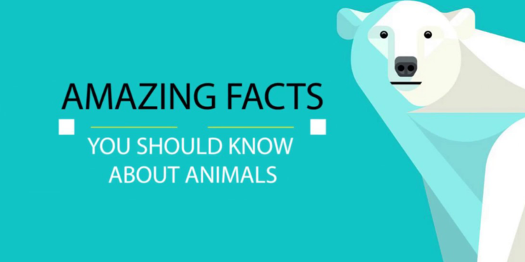 حقایق شگفتانگیز در مورد حیوانات 3 حقایق شگفتانگیز در مورد حیوانات