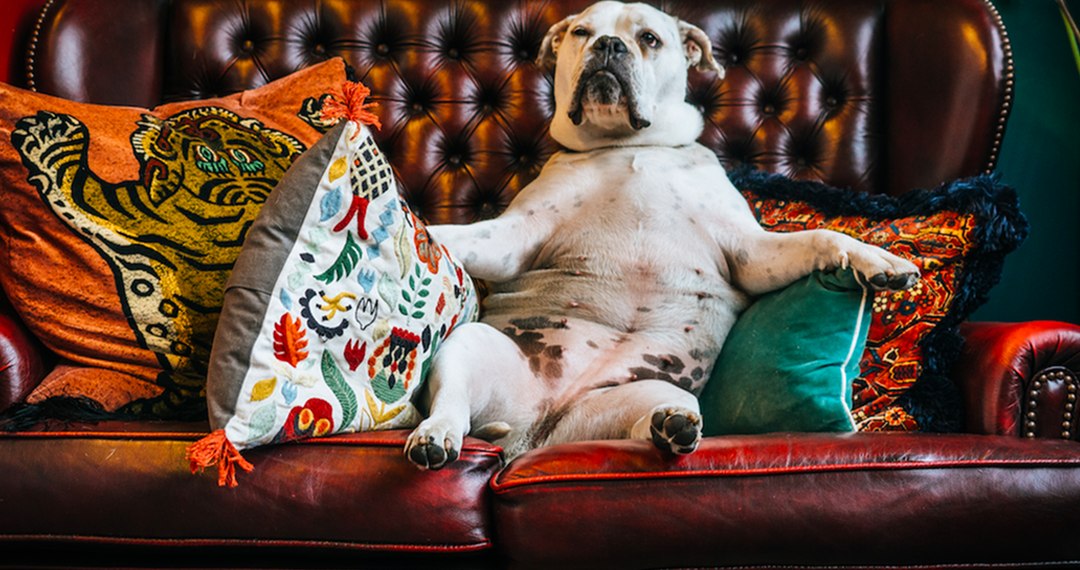 بهترین نژادهای سگ آپارتمانی