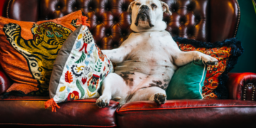 بهترین نژادهای سگ آپارتمانی