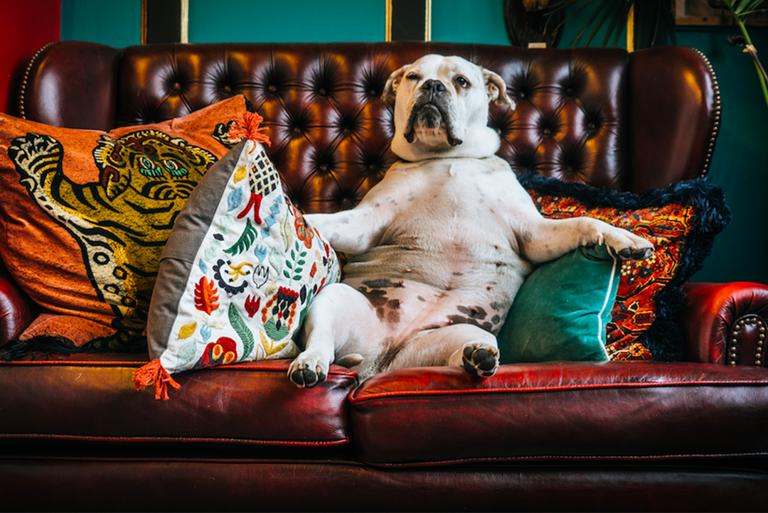 بهترین نژادهای سگ آپارتمانی