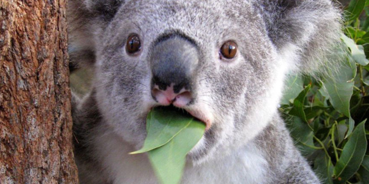 گرانقیمتترین حیوانات دنیا 2 گرانقیمتترین حیوانات دنیا