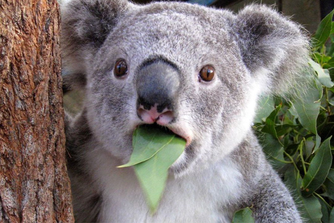 گران‌قیمت‌ترین حیوانات دنیا