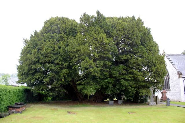 ۱۰ درخت پیر جهان