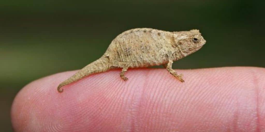 کوچکترین حیوانات دنیا 