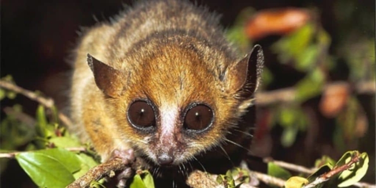 کوچکترین حیوانات دنیا 10 کوچکترین حیوانات دنیا