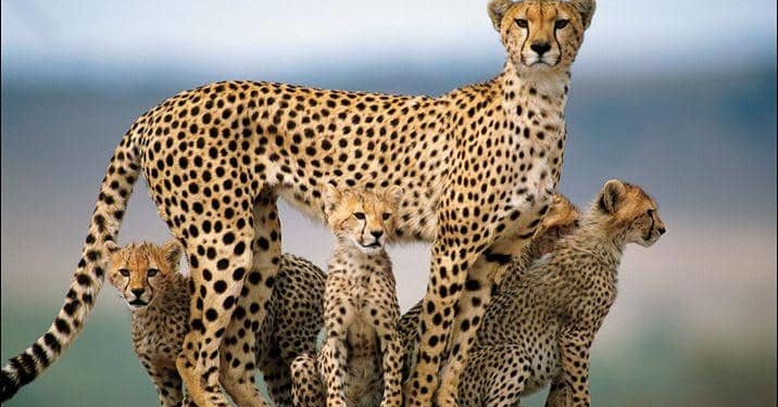 حیوانات منقرض شده و در خطر انقراض ایران را میشناسید؟ 9 حیوانات منقرض شده ایران