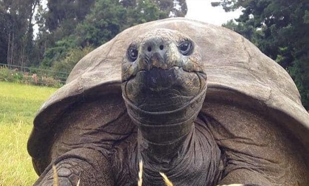 حیواناتی با طول عمر طولانی 7 حیواناتی با طول عمر طولانی