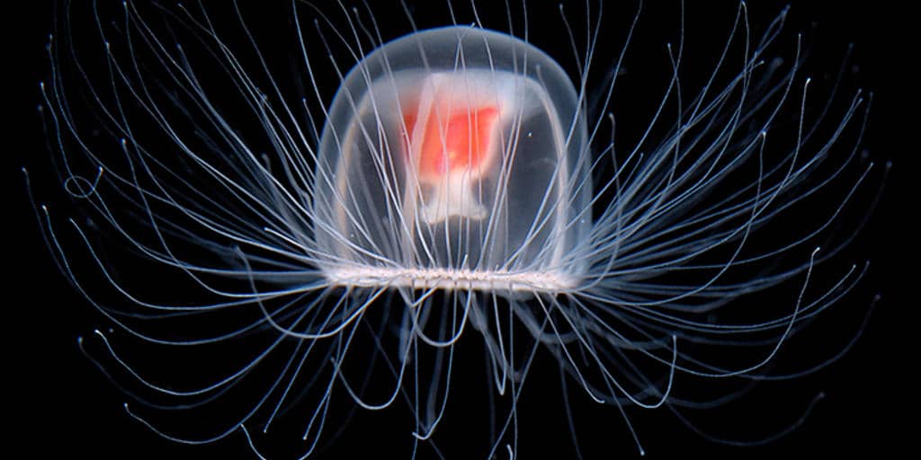 immortal jellyfish flip twittershare 1024