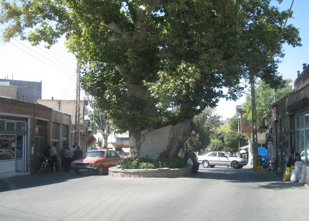 درختان کهنسال ایران