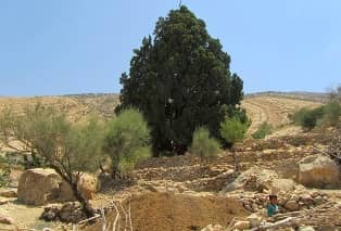 درختان کهنسال ایران
