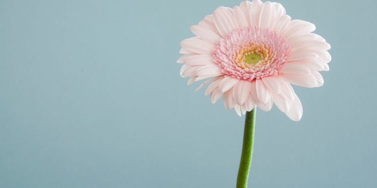 ۷ گیاه آفتاب دوست 10 ۷ گیاه آفتاب دوست