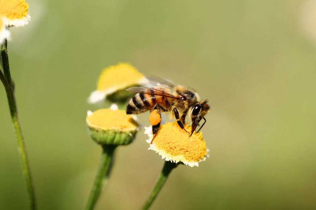 زنبور عسل روی گل