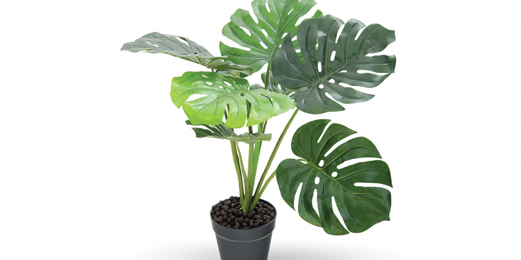 گیاهان آپارتمانی و سایهدوست 7 گیاهان آپارتمانی و سایهدوست