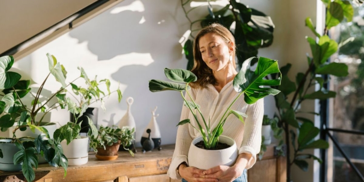 گیاهان آپارتمانی بیدردسر 4 گیاهان آپارتمانی