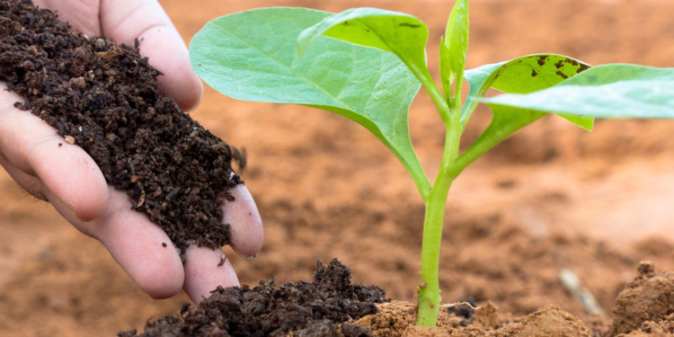 با این ۷ خوراکی کمپوست خانگی بسازید 5 کمپوست خانگی