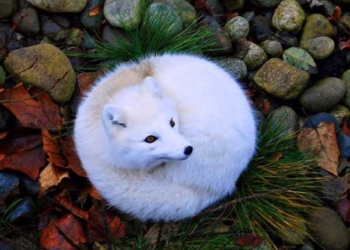 زیباترین حیوانات ماده جهان 13 حیوانات ماده زیبا