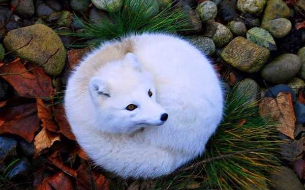 زیباترین حیوانات ماده جهان 9 حیوانات ماده زیبا