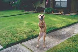 حیوانات جهشیافته با ظاهری عجیبوغریب 5 حیوانات جهش یافته