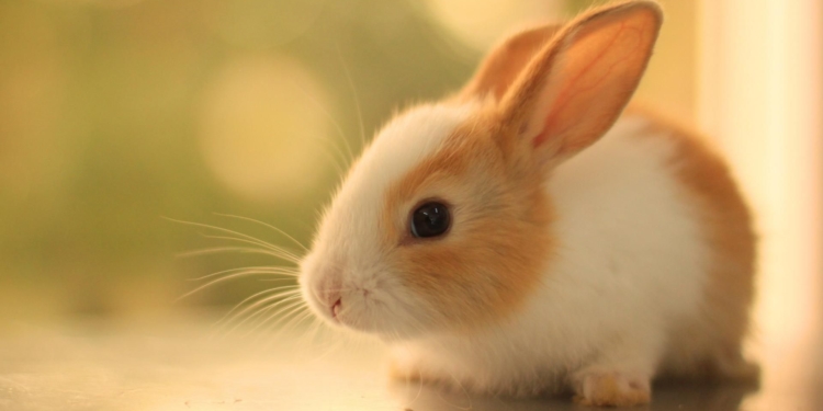 خرگوشها و ویژگیهای منحصربهفرد آنها را بهتر بشناسید 1 خرگوش