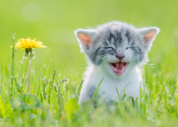 محبوبترین حیوانات دنیا کدامند؟ 18 حیوان