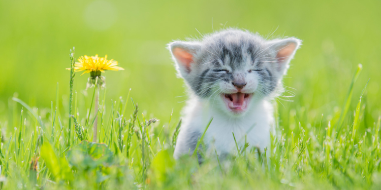 محبوبترین حیوانات دنیا کدامند؟ 6 حیوان