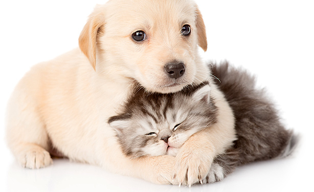 حیوان خانگی و نکاتی که قبل از به سرپرستی گرفتن باید از آن اطمینان پیدا کنید 2 حیوان خانگی