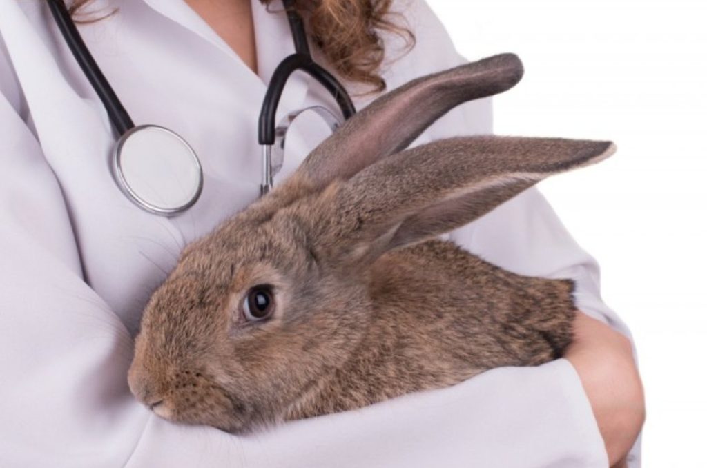 خرگوش ها به دکترهای ویژه احتیاج دارند