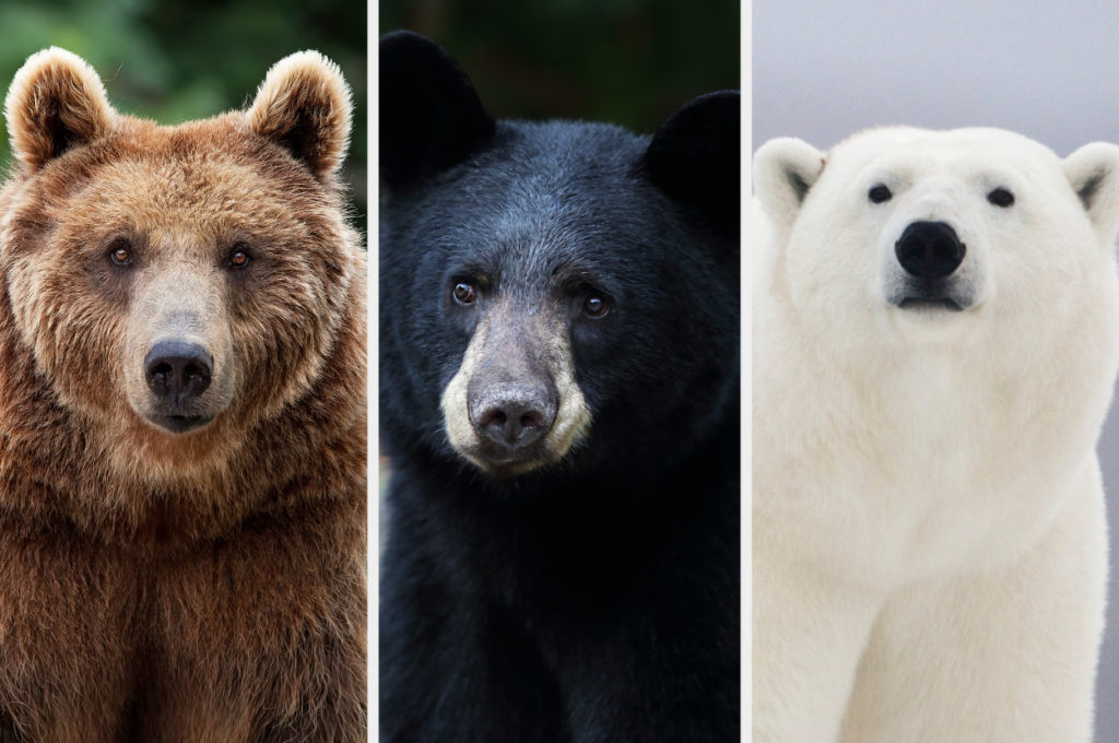 ۴. خرس‌های قطبی، تنها خرس‌های شکارچی انسان
